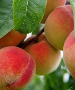 Roots Plants Avalon Pride Peach Tree