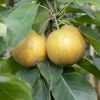 Roots Plants Fruits Kumoi' Asian Pear Tree | Nashi Pear