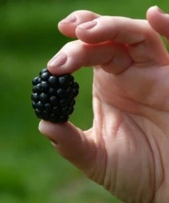 Roots Plants Raspberry Plants Wellington Mulberry Tree