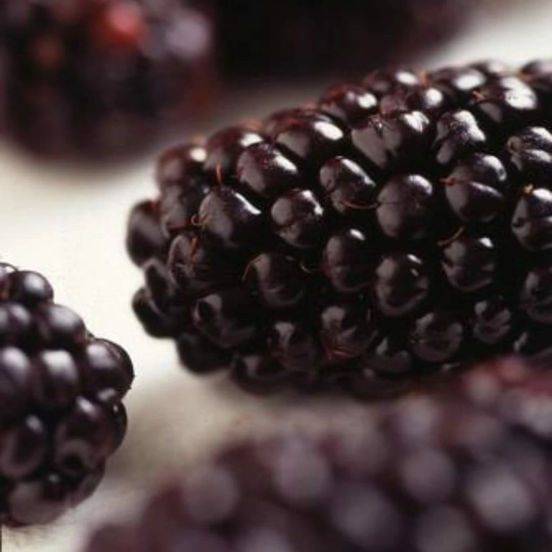 Roots Plants Raspberry Plants Wellington Mulberry Tree Roots Plants Raspberry Plants Wellington Mulberry Tree