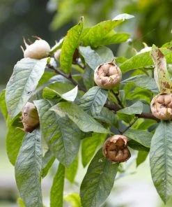 Roots Plants Fruits Nottingham Medlar Tree 6 Roots Plants Fruits Nottingham Medlar Tree