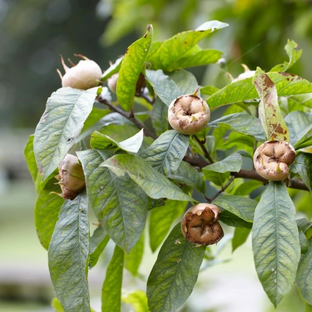 Roots Plants Fruits Nottingham Medlar Tree Roots Plants Fruits Nottingham Medlar Tree