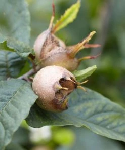 Roots Plants Fruits Nottingham Medlar Tree 7 Roots Plants Fruits Nottingham Medlar Tree