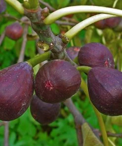 Roots Plants Brown Turkey Fig Tree Fruits