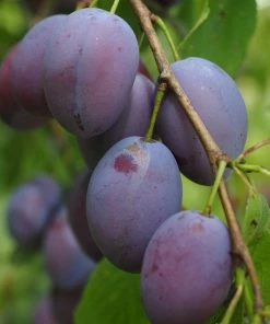 Roots Plants Fruits Shropshire Prune Damson Tree