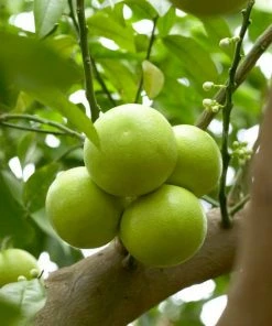 Roots Plants 90cm Lime Tree | Lime Of Tahiti | Grafted Mini-Stem