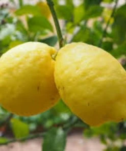 Roots Plants 90cm Eureka Lemon Tree | 4 Seasons Lemon | Grafted Mini-Stem