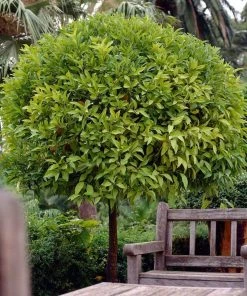 Roots Plants 90cm Seville Orange Tree 'Bigaradier' | Grafted Mini-Stem