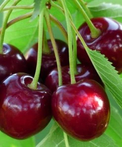 Roots Plants Fruits Cross-pollinating Cherry Collection | Kordia, Merchant & Regina