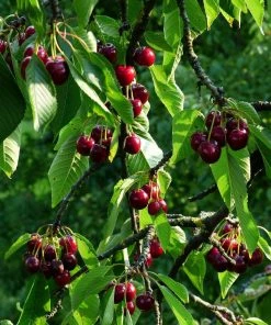 Roots Plants Stella Cherry Tree