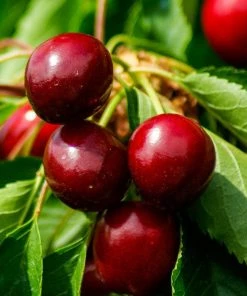 Roots Plants Morello Cherry Tree