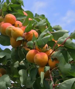 Roots Plants Flavourcot Apricot Tree