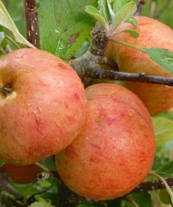 Roots Plants Fruits Sunset Apple Tree