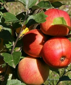 Roots Plants Scrumptious Apple Tree Fruits 4 Roots Plants Scrumptious Apple Tree Fruits