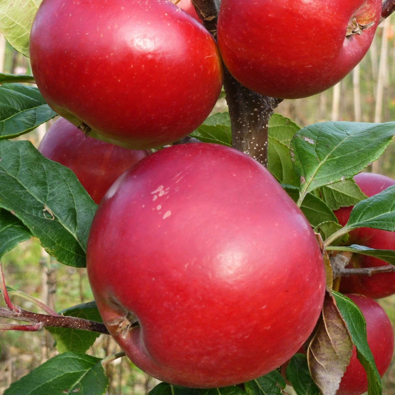 Roots Plants Red Devil Apple Tree Fruits Roots Plants Red Devil Apple Tree Fruits