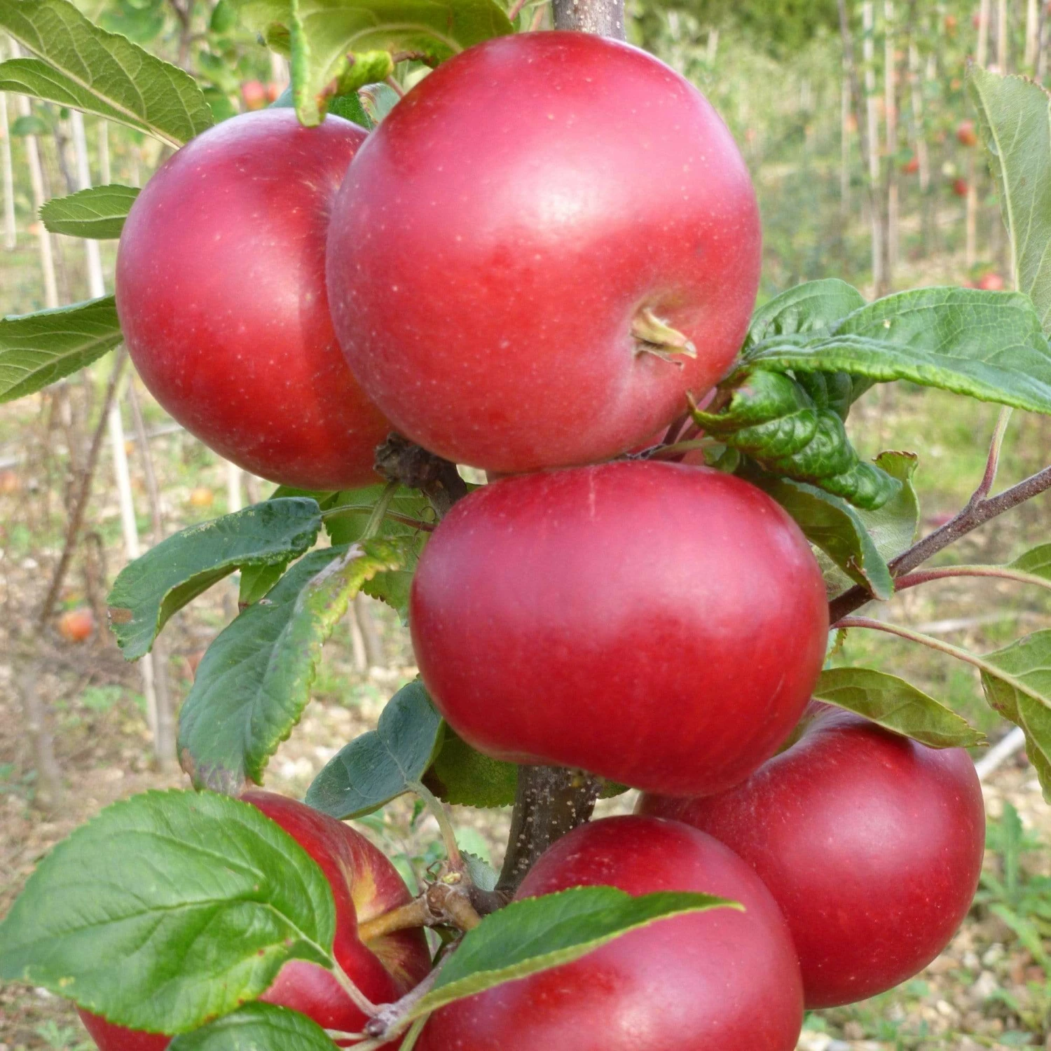 Roots Plants Red Devil Apple Tree Fruits Roots Plants Red Devil Apple Tree Fruits