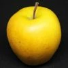 Roots Plants Golden Delicious Apple Tree Fruits 1 Roots Plants Golden Delicious Apple Tree Fruits
