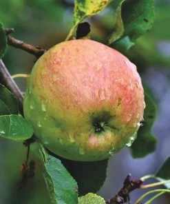 Roots Plants Blenheim Orange Apple Tree