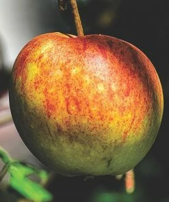 Roots Plants Fruits Cox's Orange Pippin Apple Tree