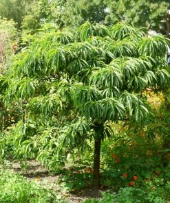 Roots Plants Trees & Shrubs Sweet Chestnut Tree | 3L Pot