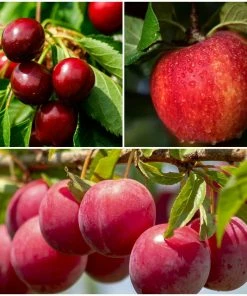 Roots Plants Mini Orchard Collection | Apple, Cherry & Plum Fruits