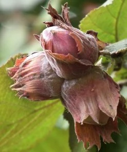 Roots Plants Trees & Shrubs Purple Filbert' Hazel Tree 4 Roots Plants Trees & Shrubs Purple Filbert' Hazel Tree