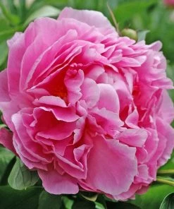 Roots Plants Peony 'Dr Alexander Fleming' | 3L Pot 4 Roots Plants Peony 'Dr Alexander Fleming' | 3L Pot