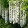 Roots Plants White Japanese Wisteria | Wisteria Floribunda 'Alba' | On A 90cm Cane In A 3L Pot