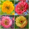Roots Plants Perennials Geum Collection | 6 X 10.5cm Pots