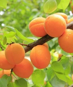 Roots Plants Golden Glow Apricot Tree Fruits