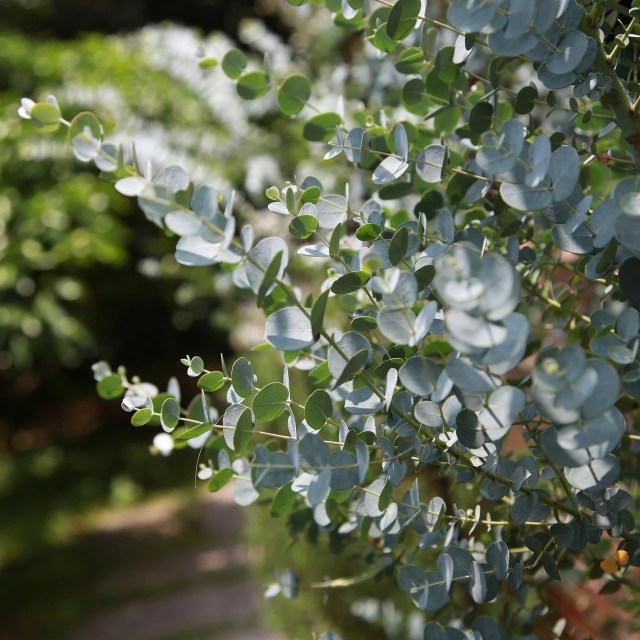 Roots Plants Trees & Shrubs Gunnii Eucalyptus Tree Roots Plants Trees & Shrubs Gunnii Eucalyptus Tree