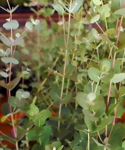 Roots Plants Trees & Shrubs Gunnii Eucalyptus Tree 4 Roots Plants Trees & Shrubs Gunnii Eucalyptus Tree