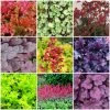 Roots Plants Heuchera Collection Perennials 1 Roots Plants Heuchera Collection Perennials