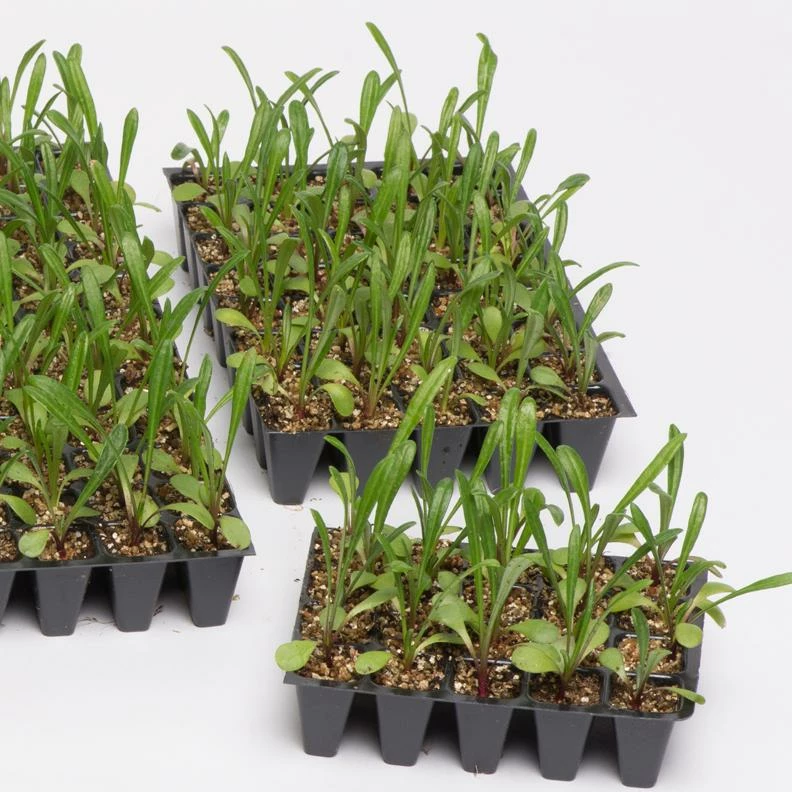 Roots Plants 40 Antirrhinum 'Burgundy Bicolour' Plug Plants | Appeal F1 Series | Snapdragons Roots Plants 40 Antirrhinum 'Burgundy Bicolour' Plug Plants | Appeal F1 Series | Snapdragons