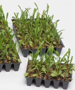 Roots Plants All Annual Bedding 40 Mixed Marigold 'French Fancy' Plug Plants 5 Roots Plants All Annual Bedding 40 Mixed Marigold 'French Fancy' Plug Plants