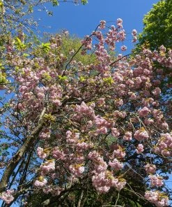 Roots Plants Pink Winter Flowering Cherry Tree | Prunus X Subhirtella 'Autumnalis Rosea'