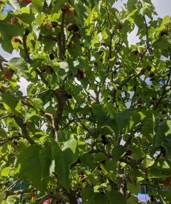 Roots Plants Raspberry Plants Wellington Mulberry Tree 6 Roots Plants Raspberry Plants Wellington Mulberry Tree