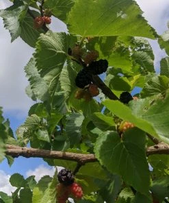 Roots Plants Repsime Mulberry Tree