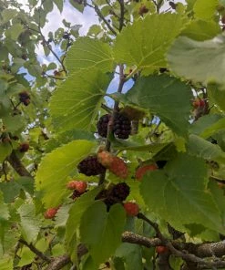 Roots Plants Raspberry Plants Wellington Mulberry Tree