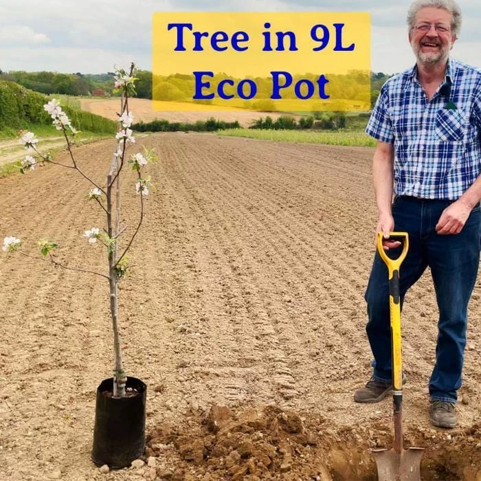 Roots Plants Trees & Shrubs Corkscrew Willow | Salix Matsudana 'Tortuosa' Roots Plants Trees & Shrubs Corkscrew Willow | Salix Matsudana 'Tortuosa'