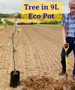Roots Plants Fruits Discovery Apple Tree | Dwarfing Rootstock