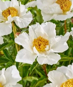 Roots Plants Peony 'Krinkled White' | 3L Pot 4 Roots Plants Peony 'Krinkled White' | 3L Pot