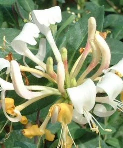 Roots Plants Honeysuckle 'Belgica' | Lonicera Periclymenum | On A 90cm Cane In A 3L Pot