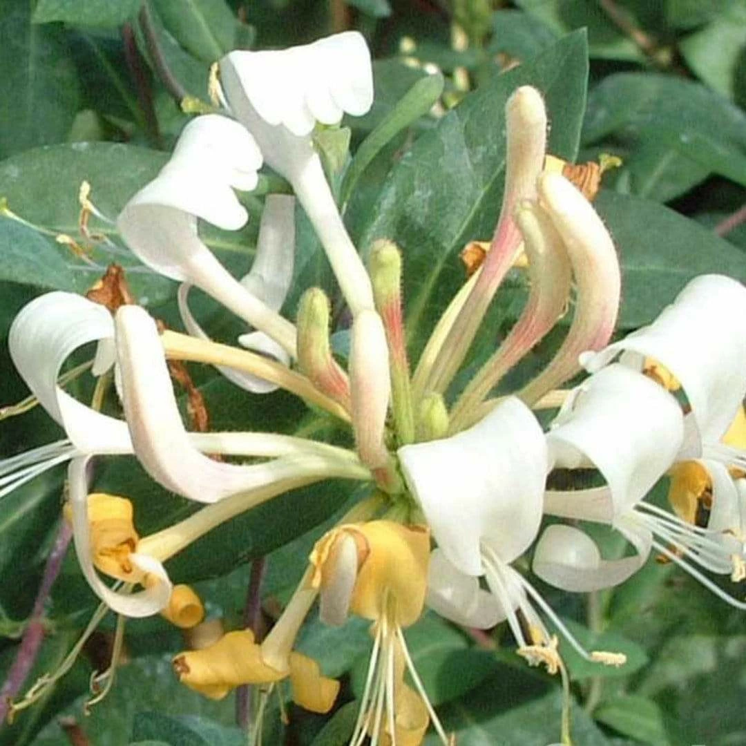 Roots Plants Honeysuckle 'Belgica' | Lonicera Periclymenum | On A 90cm Cane In A 3L Pot Roots Plants Honeysuckle 'Belgica' | Lonicera Periclymenum | On A 90cm Cane In A 3L Pot