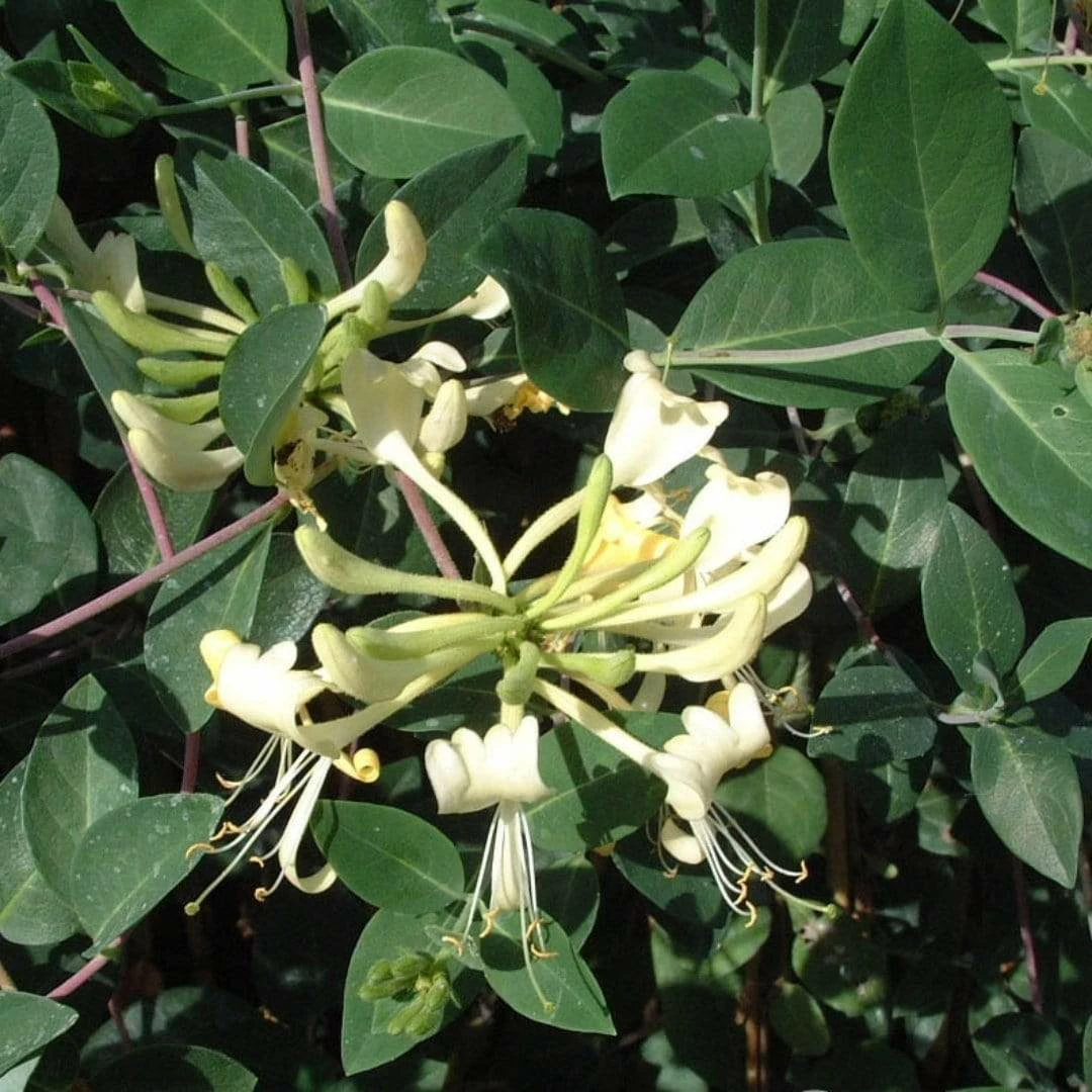 Roots Plants Honeysuckle 'G.S. Thomas' | Lonicera Periclymenum | On A 90cm Cane In A 3L Pot Roots Plants Honeysuckle 'G.S. Thomas' | Lonicera Periclymenum | On A 90cm Cane In A 3L Pot