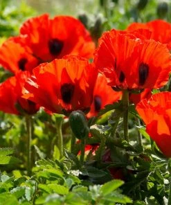 Roots Plants Papaver Orientalis 'Beauty Of Livermere'