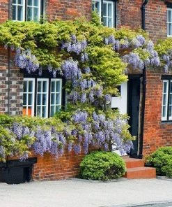 Roots Plants Wisteria Floribunda 'Macrobotrys' | Japanese Wisteria | On A 90cm Cane In A 3L Pot