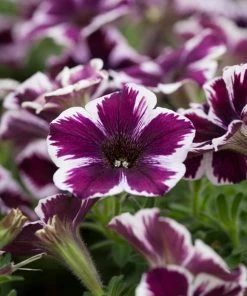 Roots Plants 20cm Petunia 'Miss Marvelous' | 1L Pot
