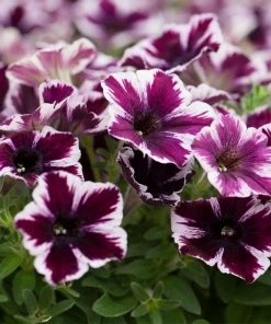 Roots Plants 20cm Petunia 'Miss Marvelous' | 1L Pot