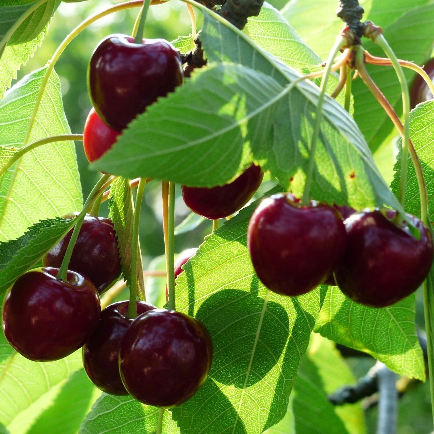 Roots Plants Merchant' Cherry Tree Fruits Roots Plants Merchant' Cherry Tree Fruits